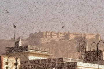 Millions Of Locusts Invade, Delhi On Alert- India TV Hindi