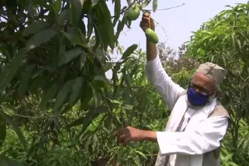 <p>Mango man Haji Kalimullah</p>- India TV Hindi