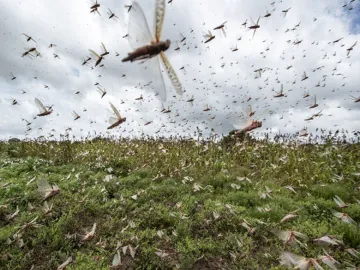 Worst attack in years: Locusts reach Jhansi, damage crops in Nagpur, Punjab too on alert- India TV Hindi