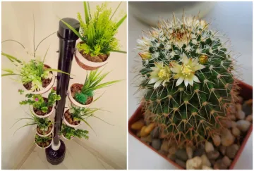 Plastic Plant and Cactus - India TV Hindi
