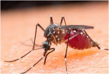 Delhi government will campaign against dengue from September 1 - India TV Hindi