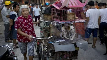 China Dog meat festival begins- India TV Hindi