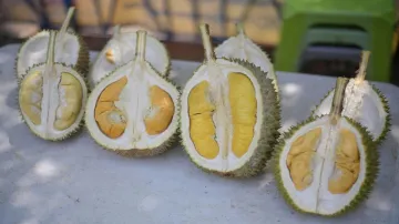 18 German postal workers need medical help after someone mailed durian fruit via post - India TV Hindi