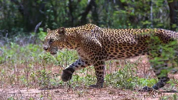 Leopard- India TV Hindi