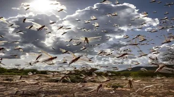 Locusts reach Chitrakoot- India TV Hindi