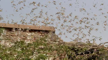 Locusts attack in Bihar, Locusts Bihar, Locusts, Bihar, Locusts attack, Locusts attack UP- India TV Hindi