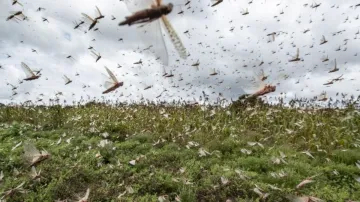 Locusts invade Gurugram, Locusts Gurugram, Locusts Delhi, Locusts, Locusts Attack- India TV Hindi