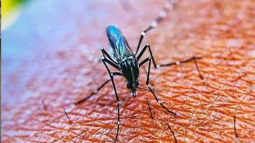 mosquito- India TV Hindi