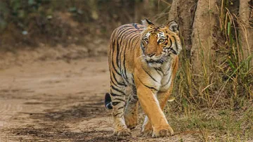Tiger Killed- India TV Hindi