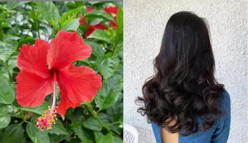 बालों को मजबूत करने के घरेलू उपाय, home remedies for hair- India TV Hindi
