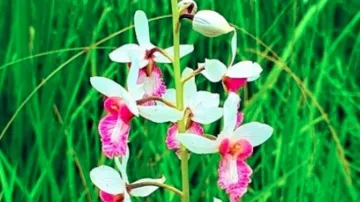 Rare Orchid Plant, Rare Orchid Plant India, Rare Orchid Plant Dudhwa National Park- India TV Hindi