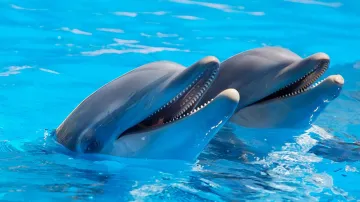 Project Dolphin, Gangetic Dolphin, Project Dolphin Ganga, Ganga Dolphin- India TV Hindi