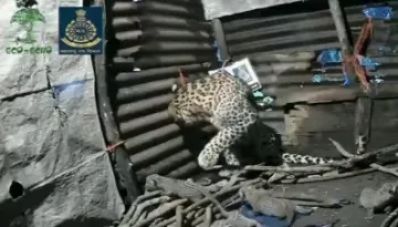 Leopard gave birth to four cubs inside a hut in Igatpuri area of Nashik- India TV Hindi