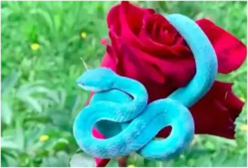 Blue snake and rose viral picture - India TV Hindi