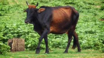 Sri Lanka bans cattle slaughter, Sri Lanka bans cow slaughter, Sri Lanka bans beef slaughter- India TV Hindi