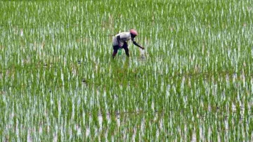 Newly passed farm bills will ensure sustainable, profitable future for farming community- India TV Paisa