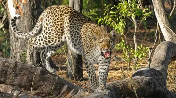 Leopard Kills a Boy, Leopard Kills Boy, Leopard Kills Boy Lakhimpur, Boy Leopard Killed- India TV Hindi