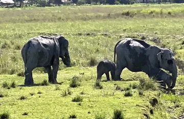 <p>Wild Elephant</p>- India TV Hindi