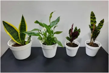 Air Purifying Plants- India TV Hindi