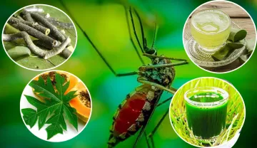 डेंगू बुखार के लिए रामबाण हैं ये 7 चीजें, तेजी से बढ़ेगी आपकी प्लेटलेट्स- India TV Hindi