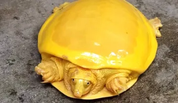 yellow turtle rescued in west bengal viral post- India TV Hindi