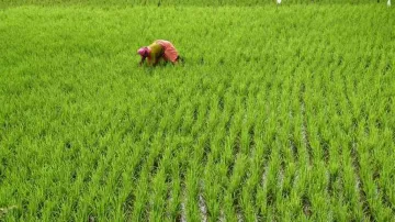 <p>बारिश से होगा खेती को...- India TV Paisa
