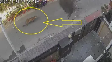 leopard seen in ghaziabad video goes viral । गाजियाबाद में सड़क पर दिखा तेंदुआ, लोगों में खौफ, वीडिय- India TV Hindi