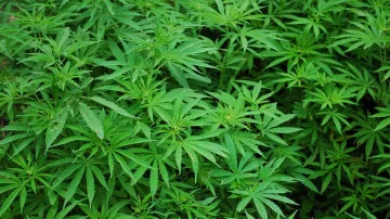 Cannabis, Cannabis Goa, Marijuana Goa, Marijuana Cultivation, Marijuana Cultivation Goa- India TV Hindi