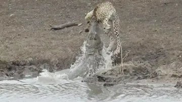 Nile Crocodile Cheetah, Crocodile Cheetah Video, Nile Crocodile, Nile Crocodile Bite Force- India TV Hindi