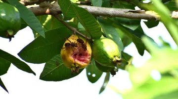 Allahabadi Guava, Allahabadi Guava Damaged, Allahabadi Guava Crop Damaged- India TV Hindi