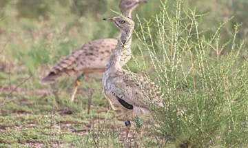 Pak issues special permit to Saudi Crown Prince, two others to hunt rare houbara bustards- India TV Hindi