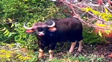 <p>wild buffalo</p>- India TV Hindi
