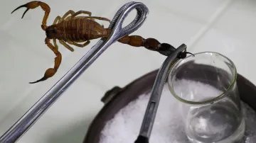 <p>scorpion venom</p>- India TV Hindi