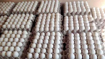 Egg Price Delhi Mumbai Kolkata Lucknow Patna Bhopal Kanpur Raipur after Bird Flu- India TV Paisa