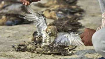 Himachal Pradesh reports 381 more bird deaths- India TV Hindi