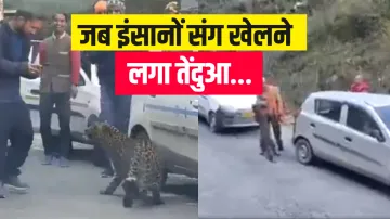 leopard himachal pradesh tirthan valley viral video जब अचानक सड़क पर आ गया तेंदुआ, पहले तो डर गए लोग- India TV Hindi