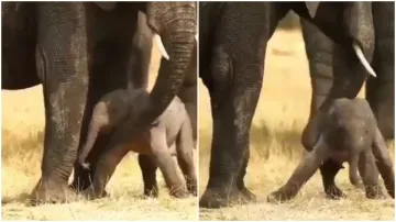 ELEPHANT AND BABY - India TV Hindi
