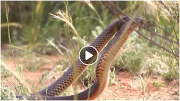 snake fight- India TV Hindi