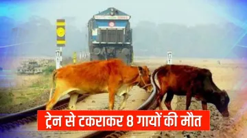 train hits cows on railway track in etawah उत्तर प्रदेश: इटावा में ट्रेन से टकराकर 8 गायों की मौत, 6- India TV Hindi