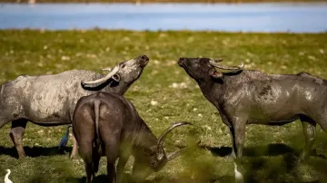 Assam: Forest guards gun down Kaziranga National Park wild buffalo after it kills 2 men in Biswanath- India TV Hindi