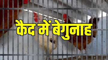 rooster in jail- India TV Hindi
