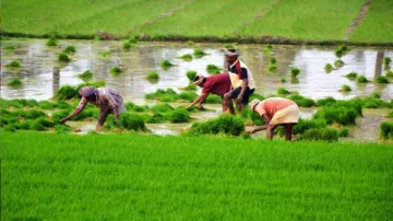 Big annoucement for farmers 16.5 lakh crore agriculture loan available in 2021 budget - India TV Paisa