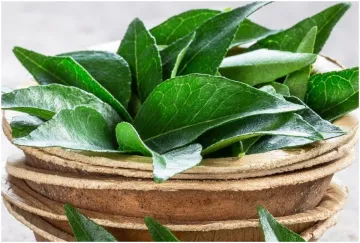 How to Lose Weight Naturally at home remedy: then definitely use curry leaves. This will help contro- India TV Hindi