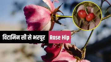 <p>रोज़ हिप के स्वास्थ...- India TV Hindi