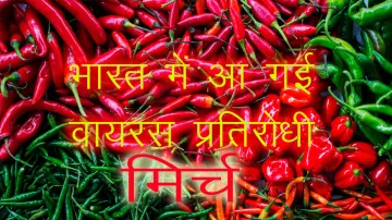 <p>Chilli</p>- India TV Paisa