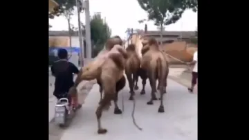 camel kick- India TV Hindi