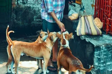 Maharashtra News Man attacked the dog with a knife in Sambhajinagar dogs dead body found on road- India TV Hindi