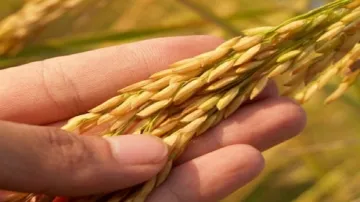 good news for farmers wheat purchase to begin at 400 points from 1 April in haryana हरियाणा में एक अ- India TV Hindi