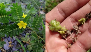 Gokhru ke Fayde in Hindi: गोखरू में ऐसे गुण पाए जाते हैं जो आपकी किडनी को हेल्दी रखने के साथ यूरिक ए- India TV Hindi