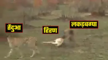 Video: हिरण ने किया मरने का नाटक, ऐसे बचाई लकड़बग्घे और तेंदुए से जान- India TV Hindi